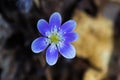 Round-Lobed Hepatica Ã¢â¬â Anemone americana